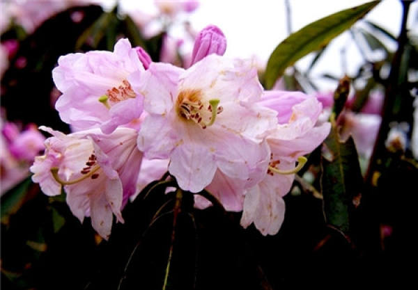 prune Rhododendron