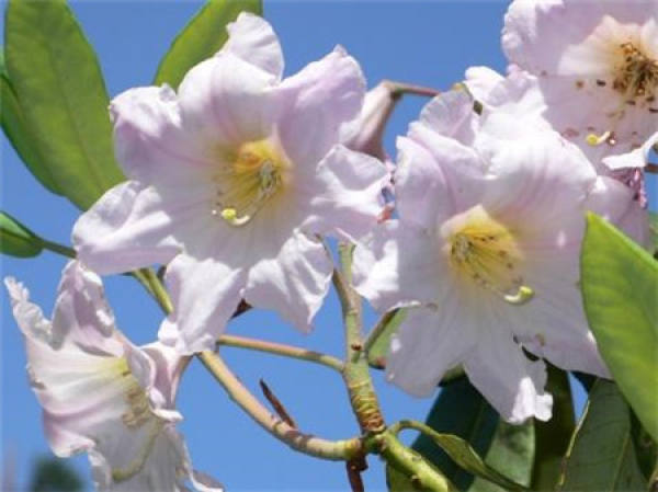 Rhododendron florescence