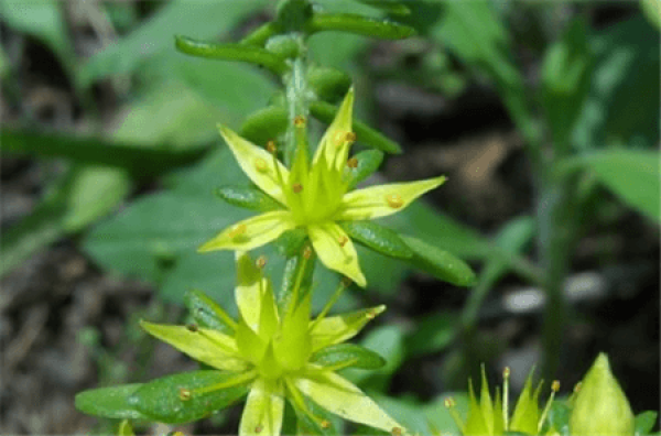 Sedum bulbiferum plant