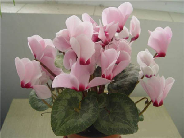 Potted Cyclamen