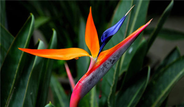 Elegant Strelitzia