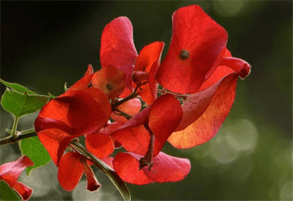Beautiful Winter Red