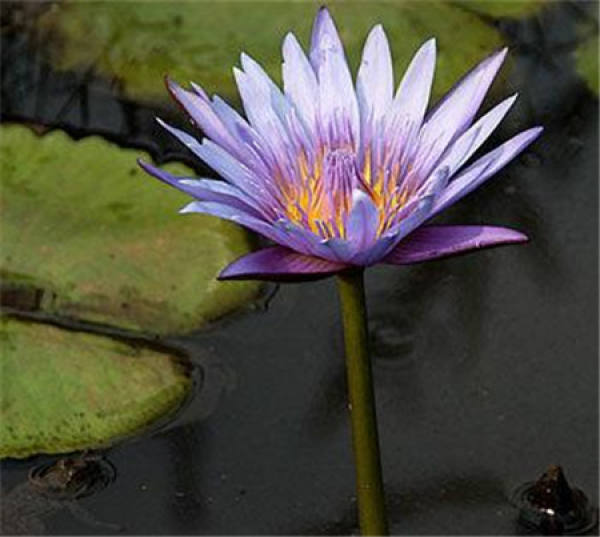 Pest control of water lily The Plant Aide