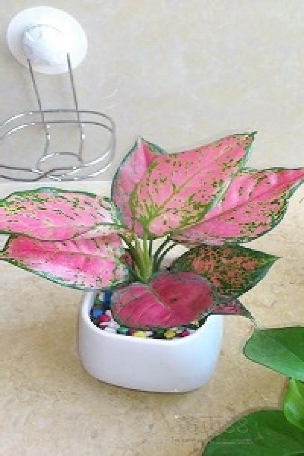 Potted Ruyi Queen
