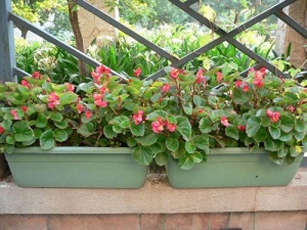 Potted Begonia