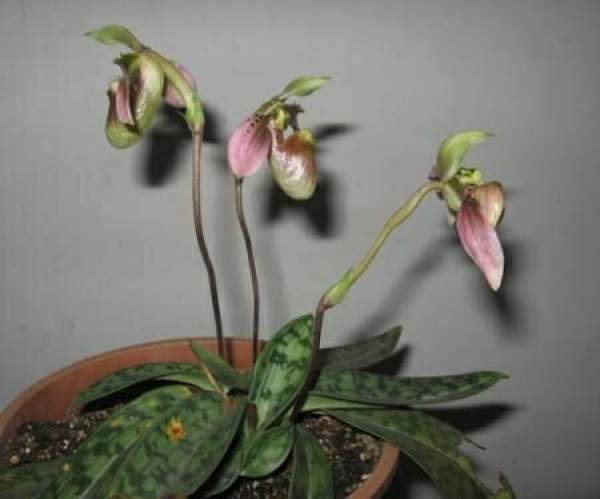 Potted Paphiopedilum calyciflorum
