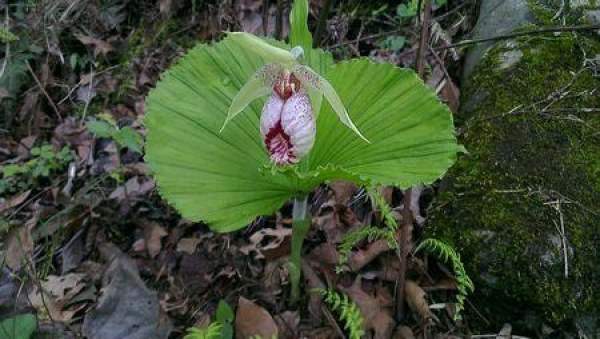 Cypripedium japonicum plant