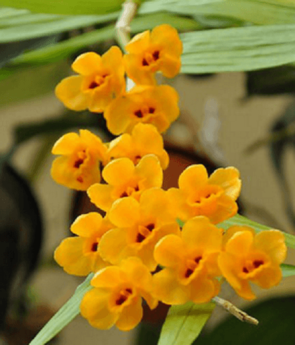 Beautiful Dendrobium with Bunch Flowers