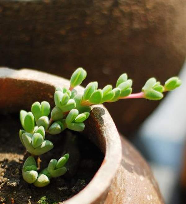 Beautiful potted Jasper