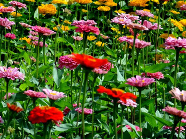 Zinnia plant