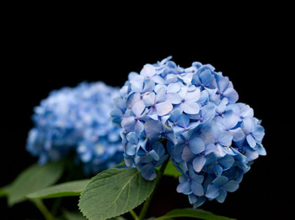 Beautiful hydrangeas