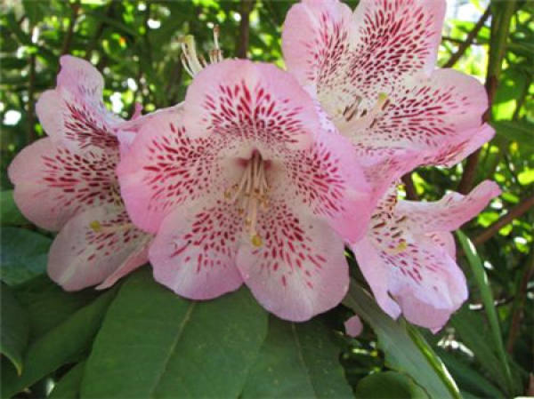 Flowering dewdrop Rhododendron