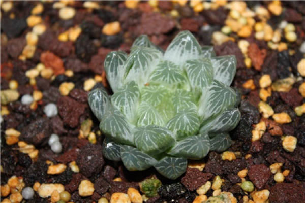 White spot jade dew fleshy