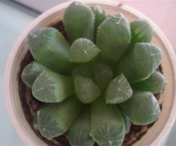 Fleshy large jade dew