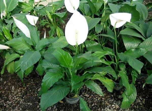 Emerald White Palm