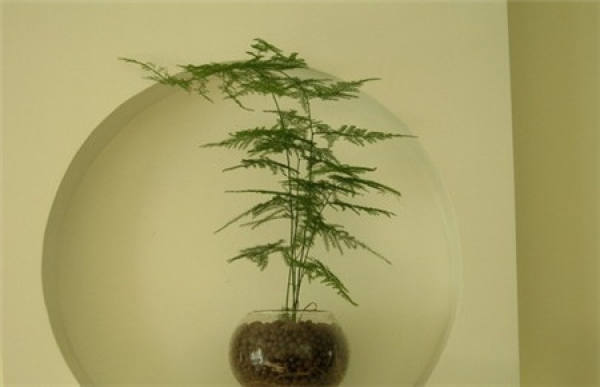 Beautiful asparagus fern