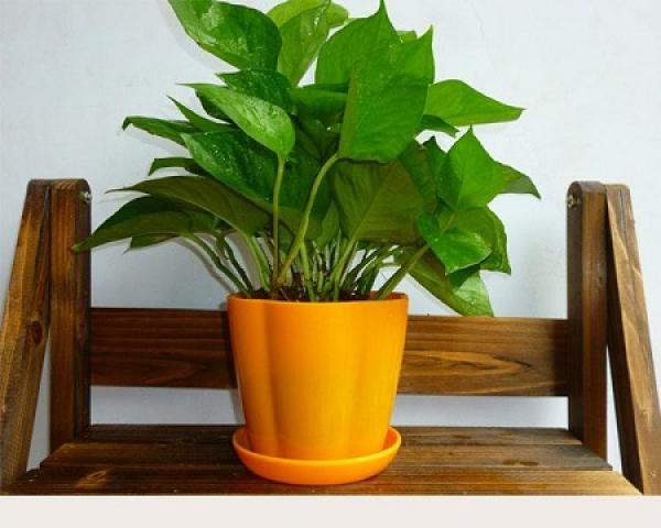 Nice potted green plants.