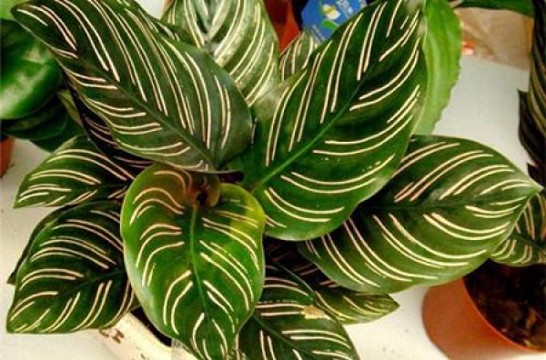 Arrowroot plant with double line