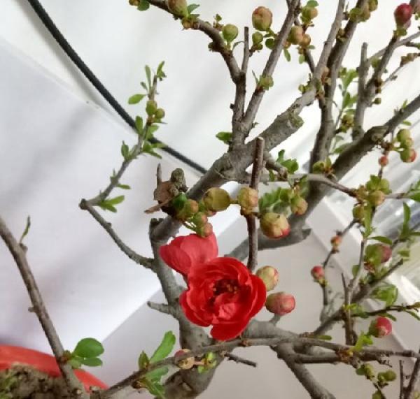 Longevity crabapple plant