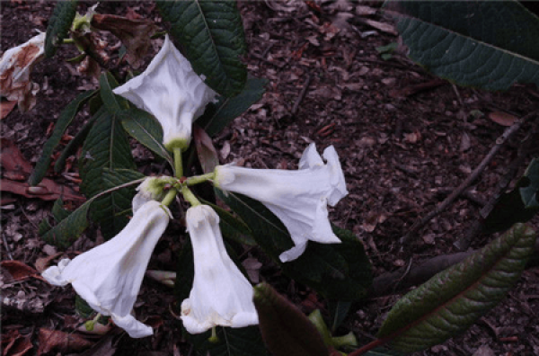 Lily and Rhododendron blossom