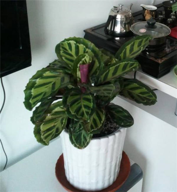 beautiful potted taro
