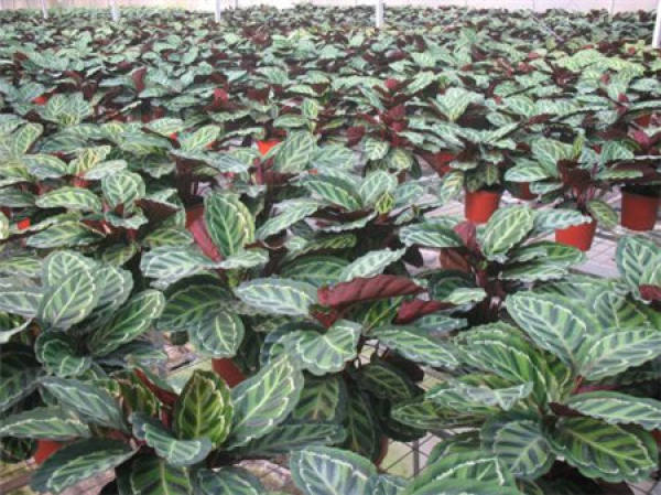 Beautiful beautiful arrowroot