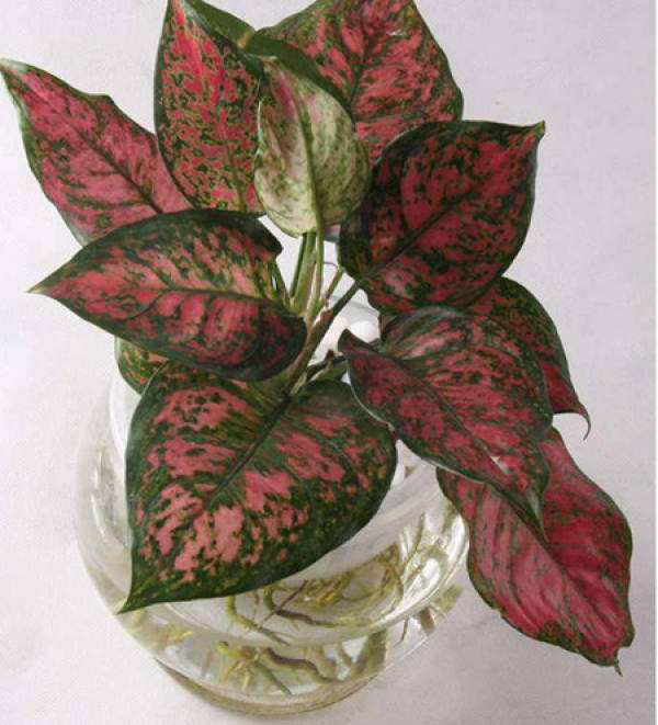 Hydroponic Queen Ruyi plant