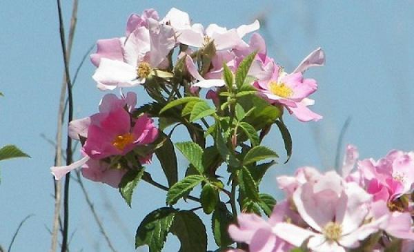 Rosa spinosa plant