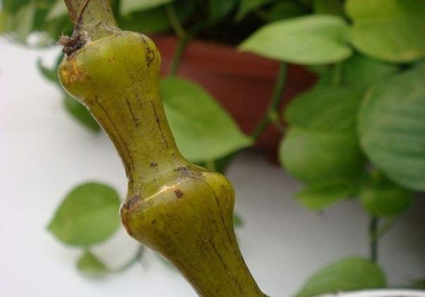 Stem of Dendrobium glanduliferum