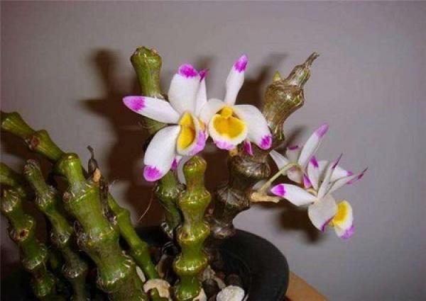 Herba Dendrobii