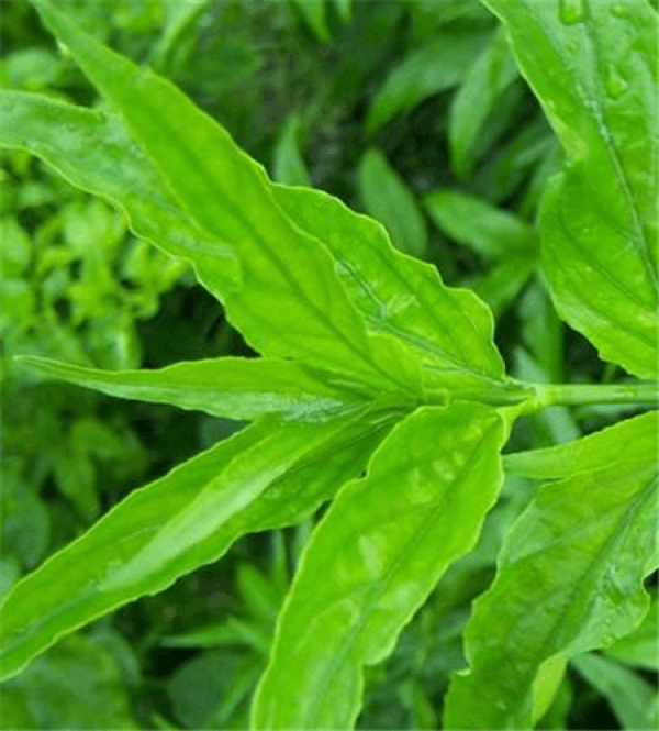 Alligator leaf