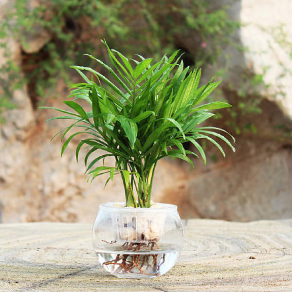 Hydroponic pocket coconut