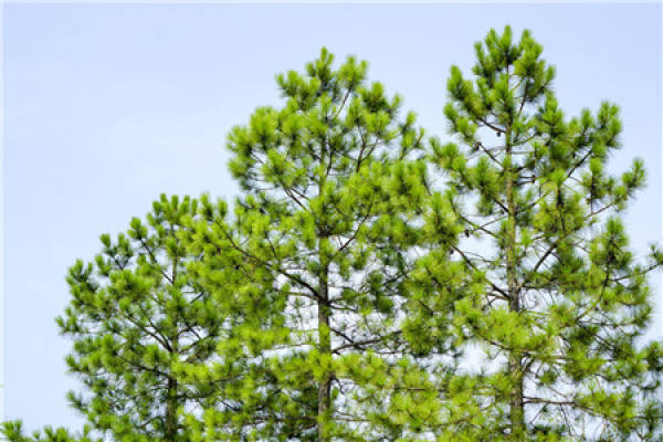 Chinese pine
