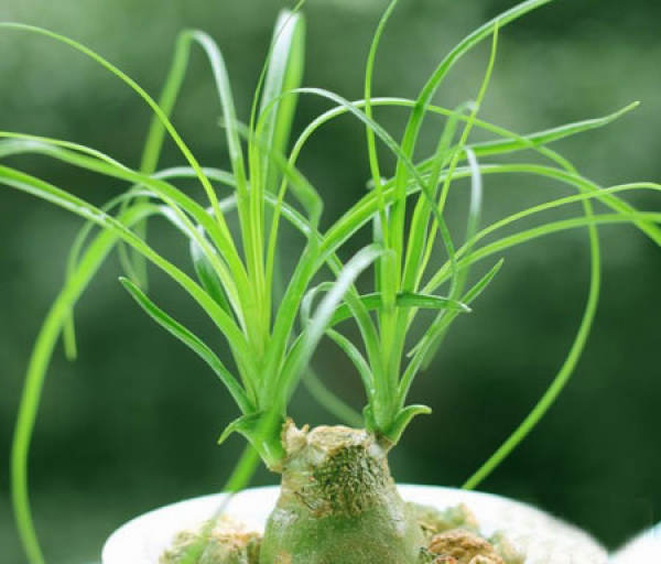 Verdant wine bottle orchid