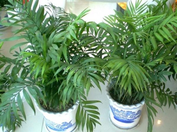 Potted pocket coconut