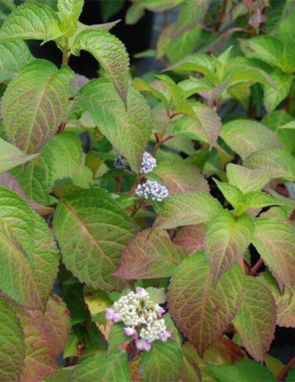 Oak leaf hydrangea plant