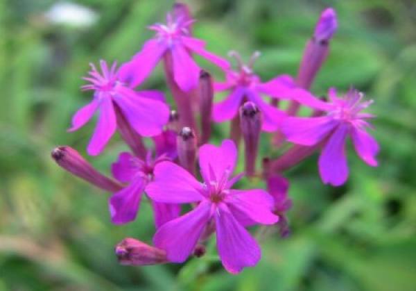 Gao Xuelun's lovely flowers