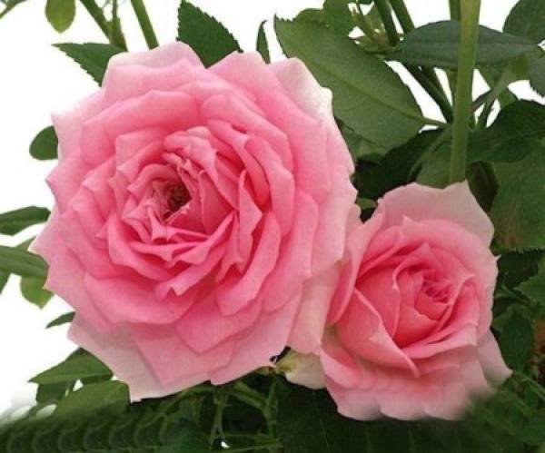 rose