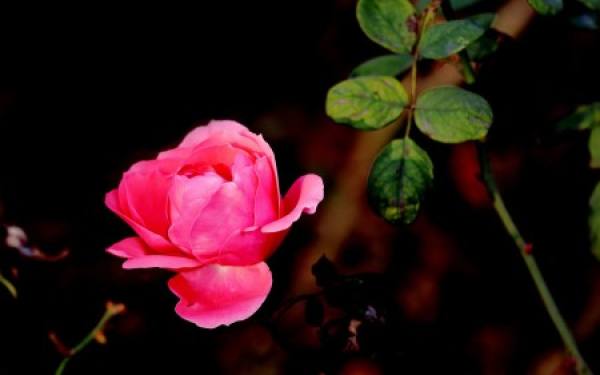 Chinese rose plant