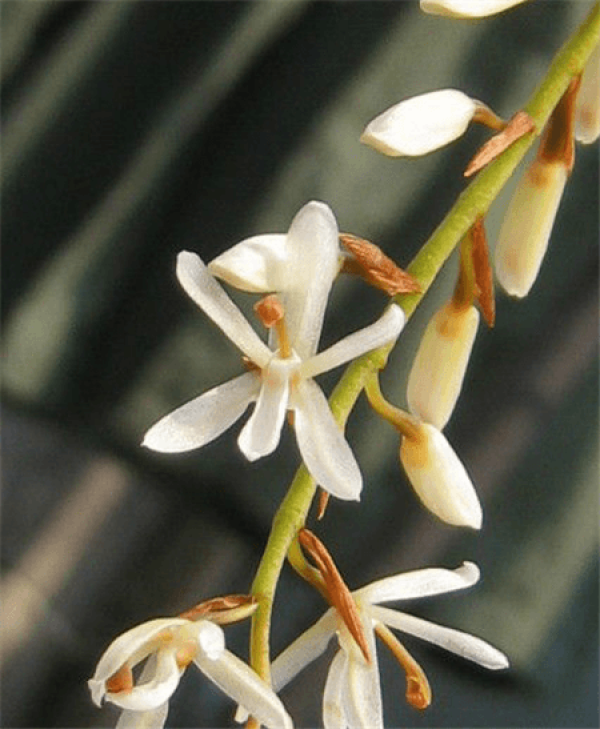 Good-looking otolabium