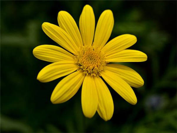 The flowers of Gerbera Daisy