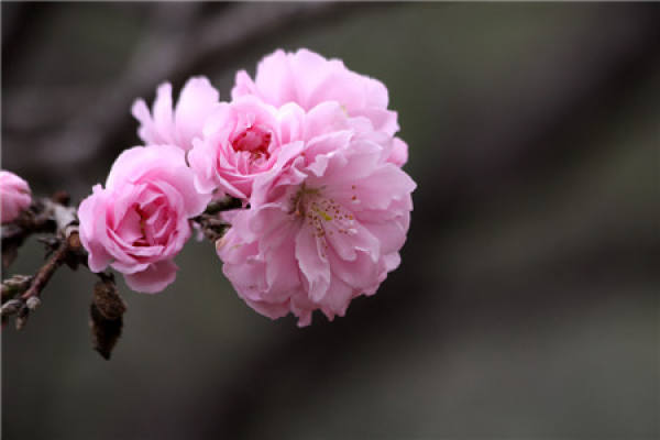 The Flower of the Peach