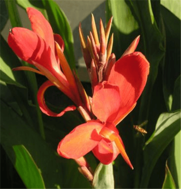 Nice pink canna.