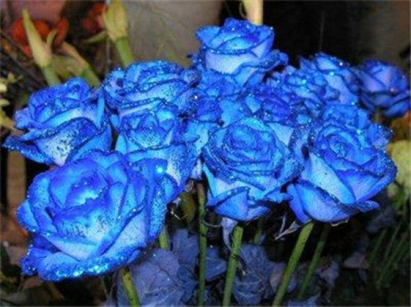 Blue enchantress
