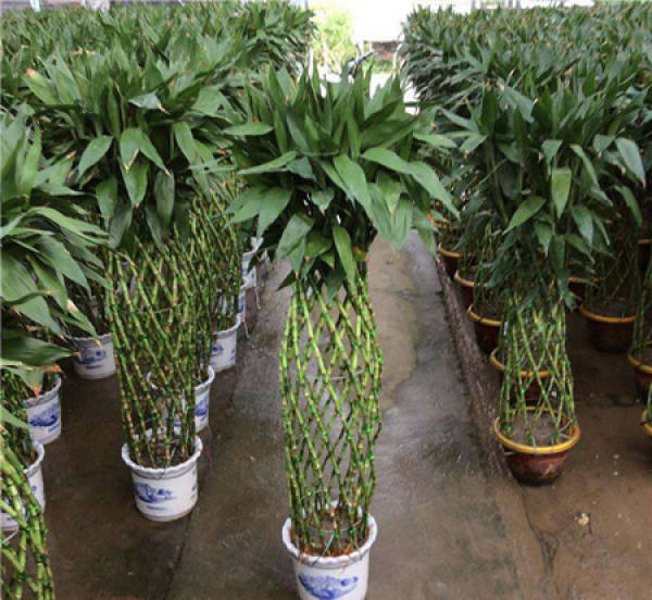 Rich bamboo cage plant