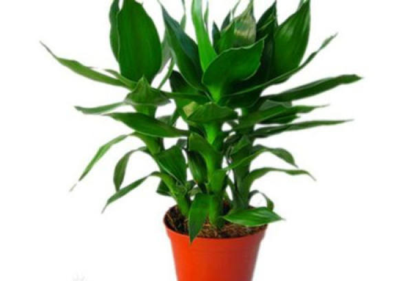 Lucky Bamboo