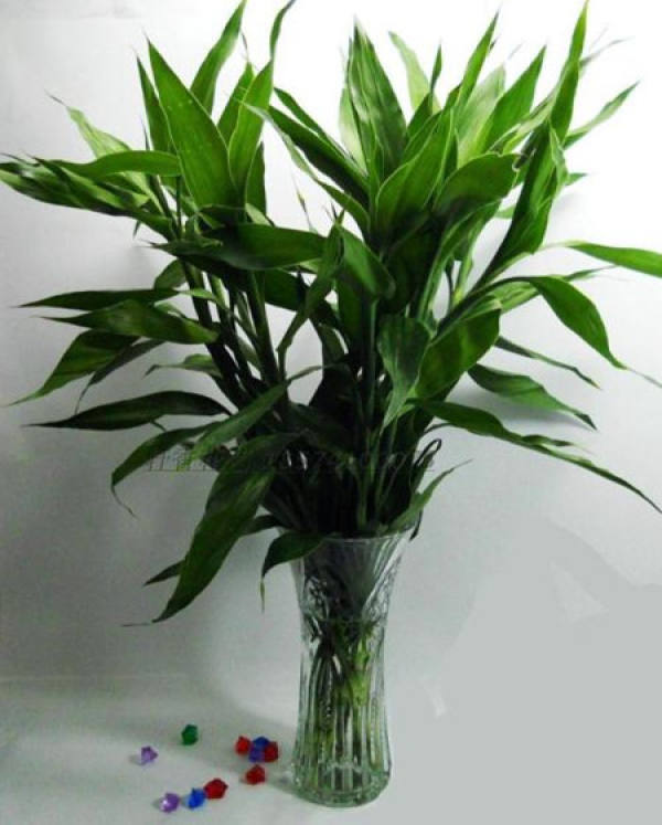 Lucky Bamboo