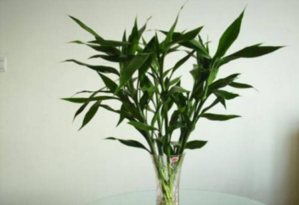 The green bamboo of Fugui