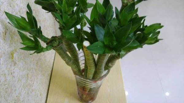 Lotus bamboo plant