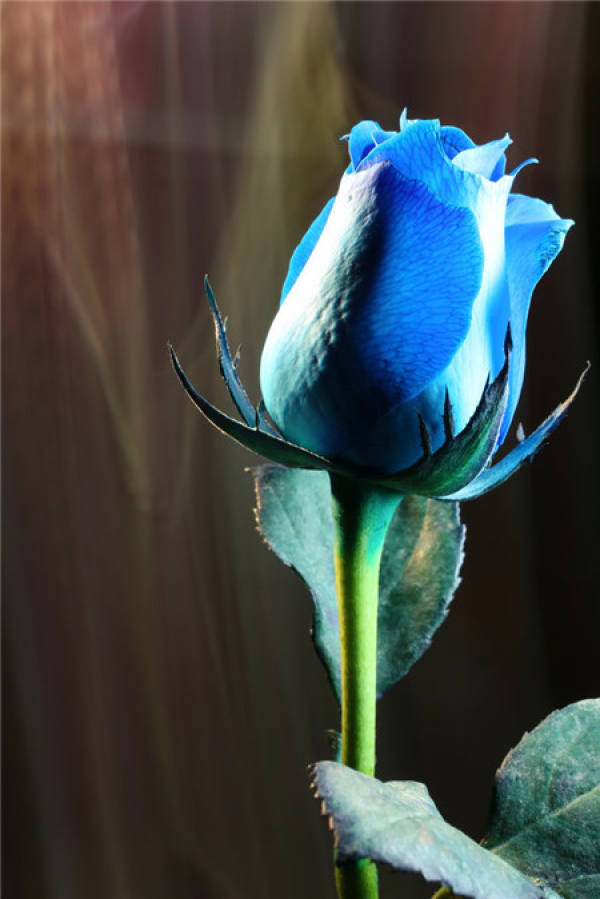 blue fairy flower